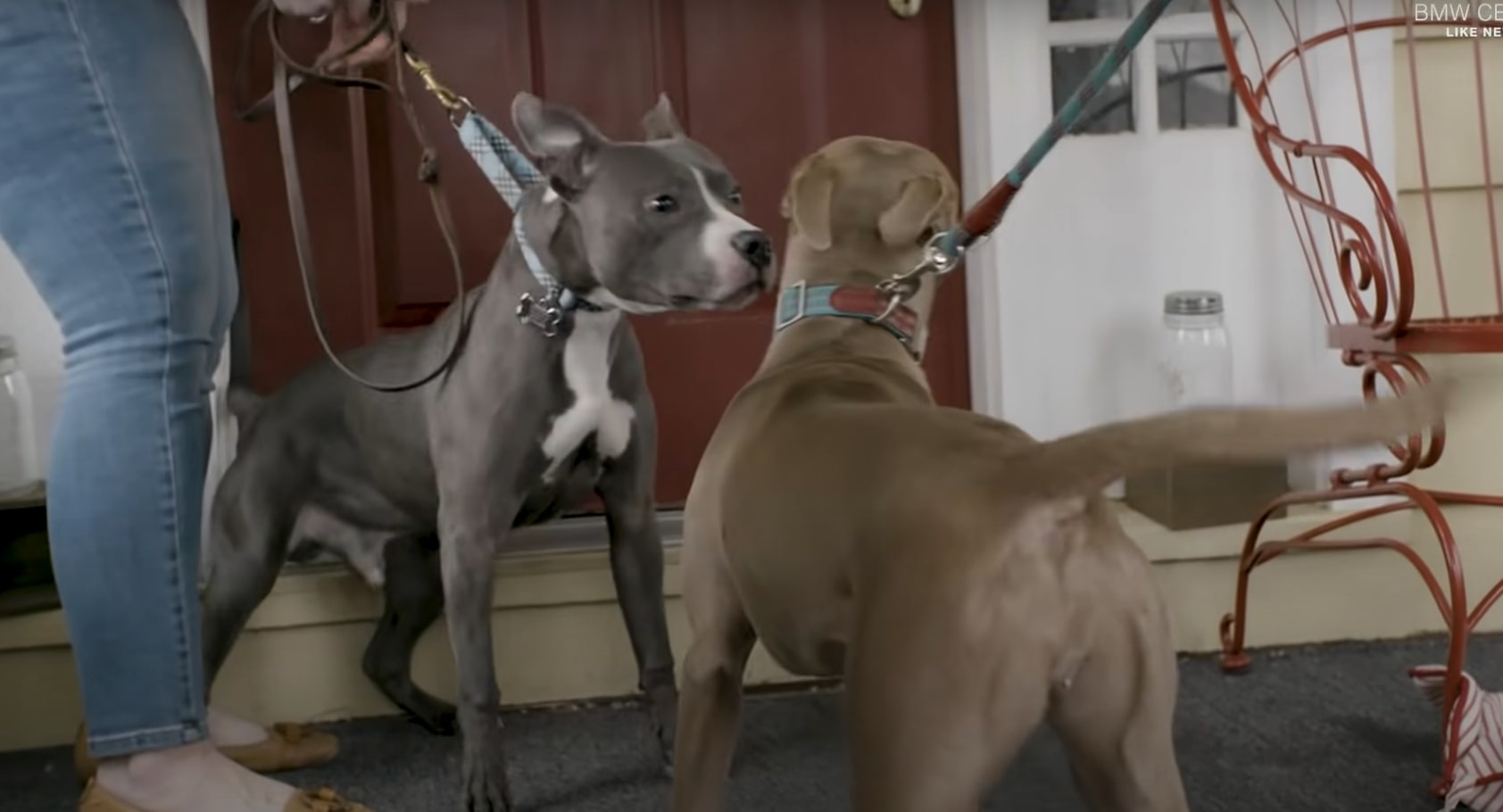 two pit bull puppies reunited