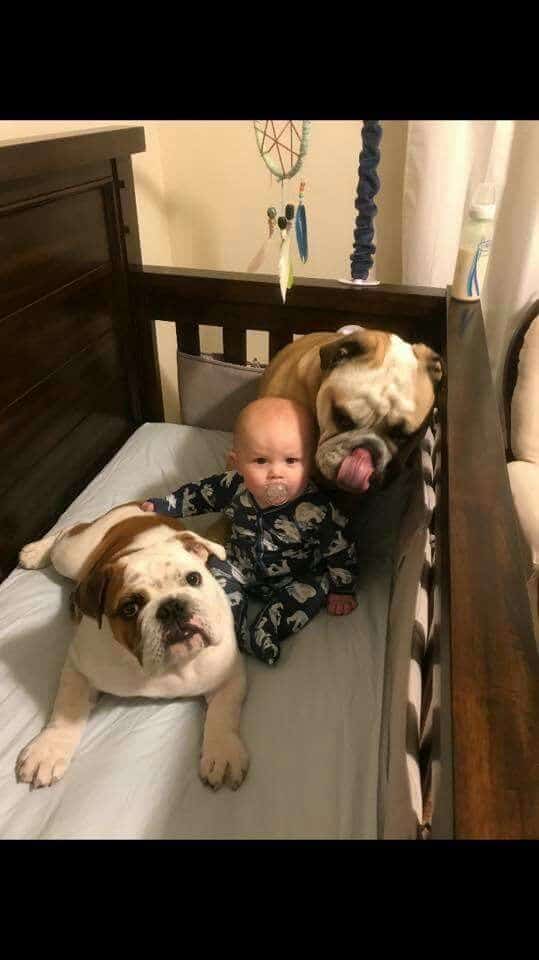 two pit bulls in a crib with a child