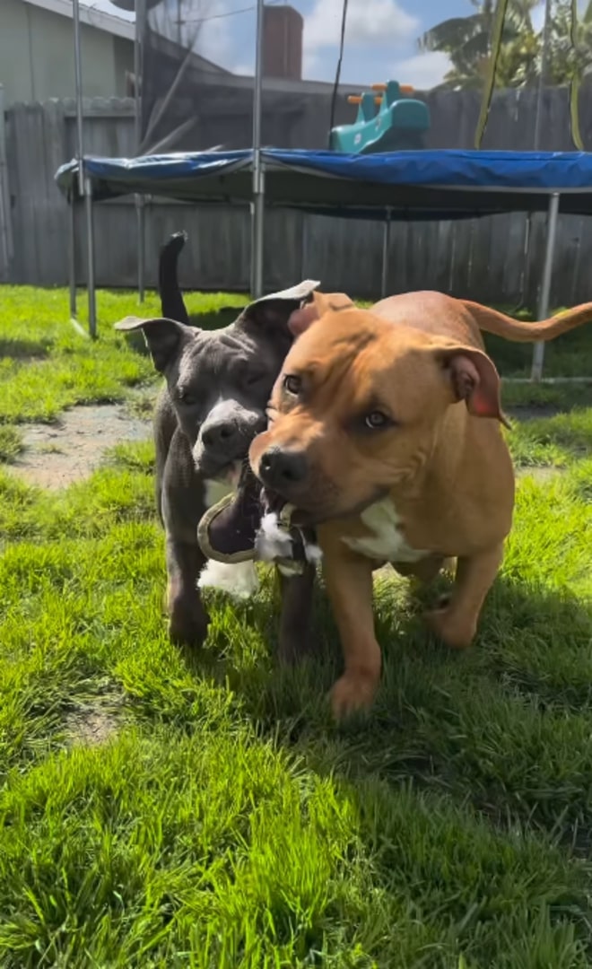 two Pitbulls