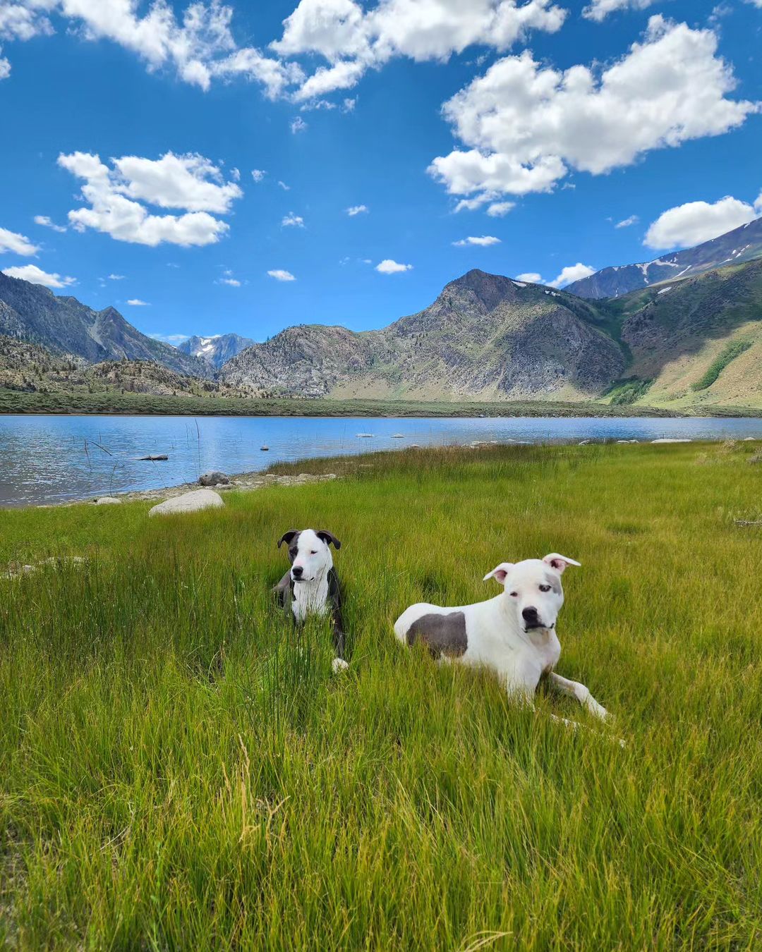 two pitbulls lying in grass