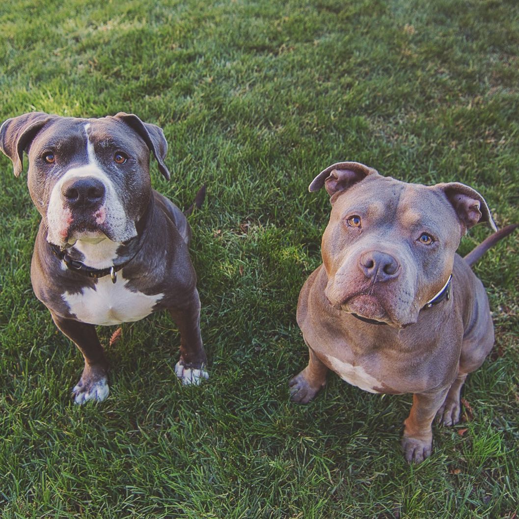 Two pitbulls standing