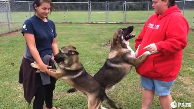 two playful german shepherd dogs jumping on man and woman