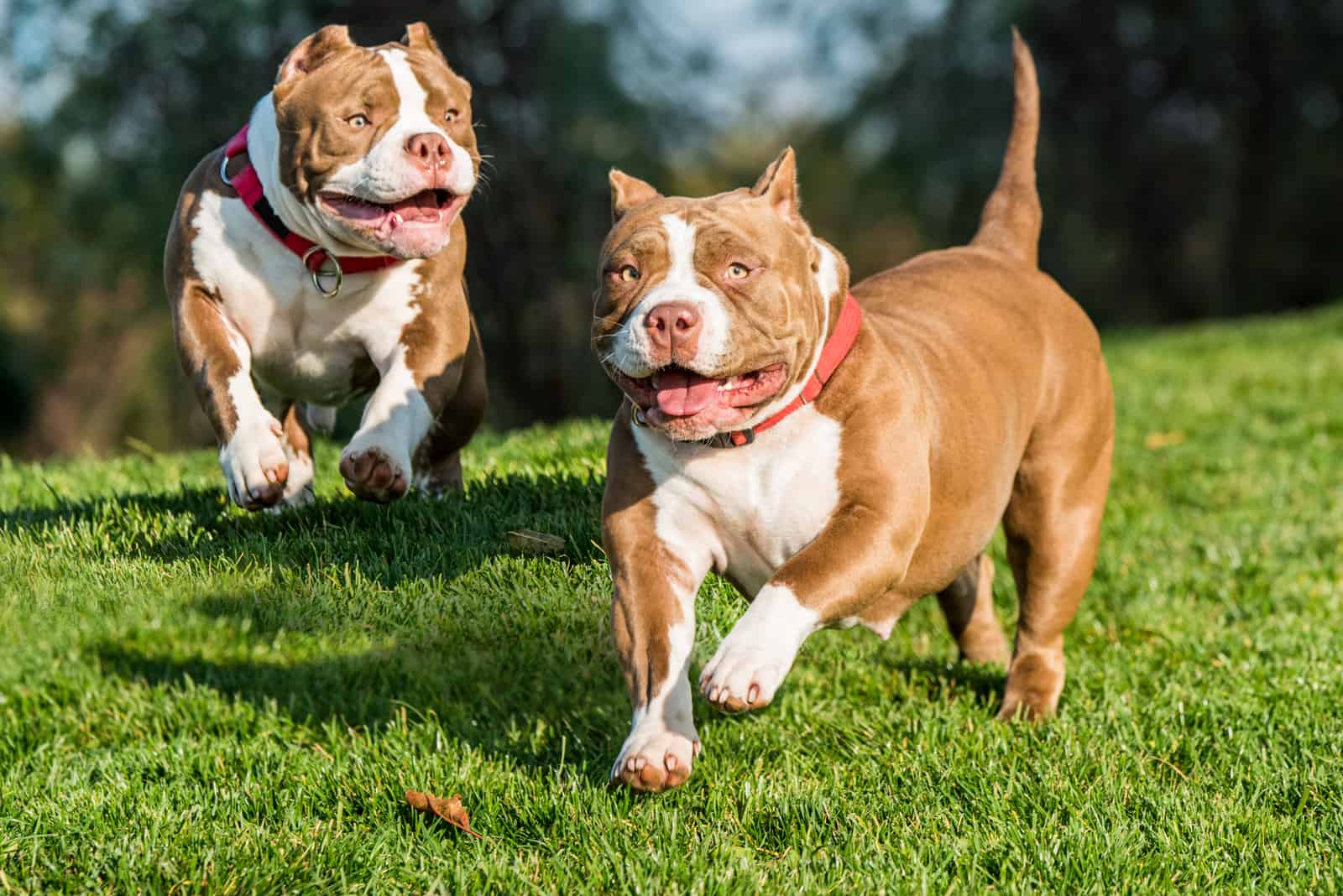 Two Pocket American Bullies running outside on grass