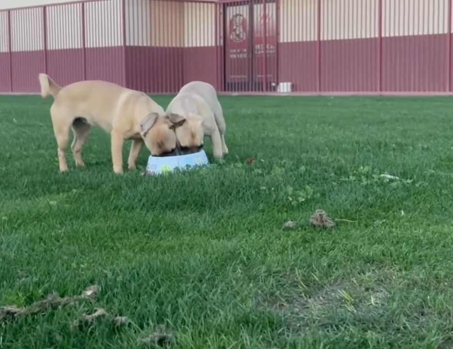 two pug puppies eating from a bowl