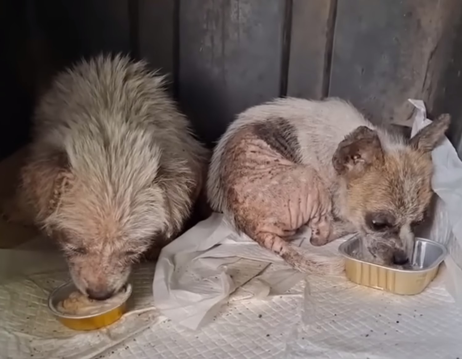 two puppies eating