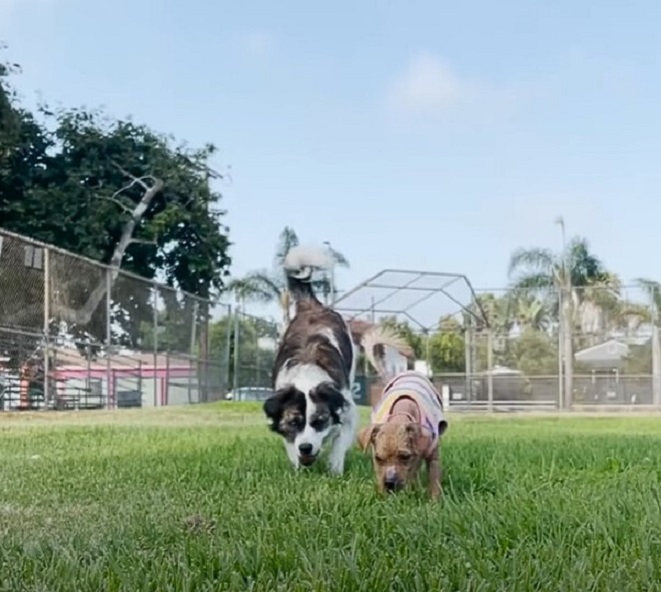 two puppies walking