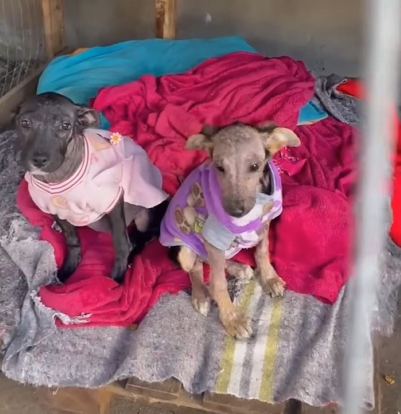 two puppies wearing a shirt and sitting on blankets