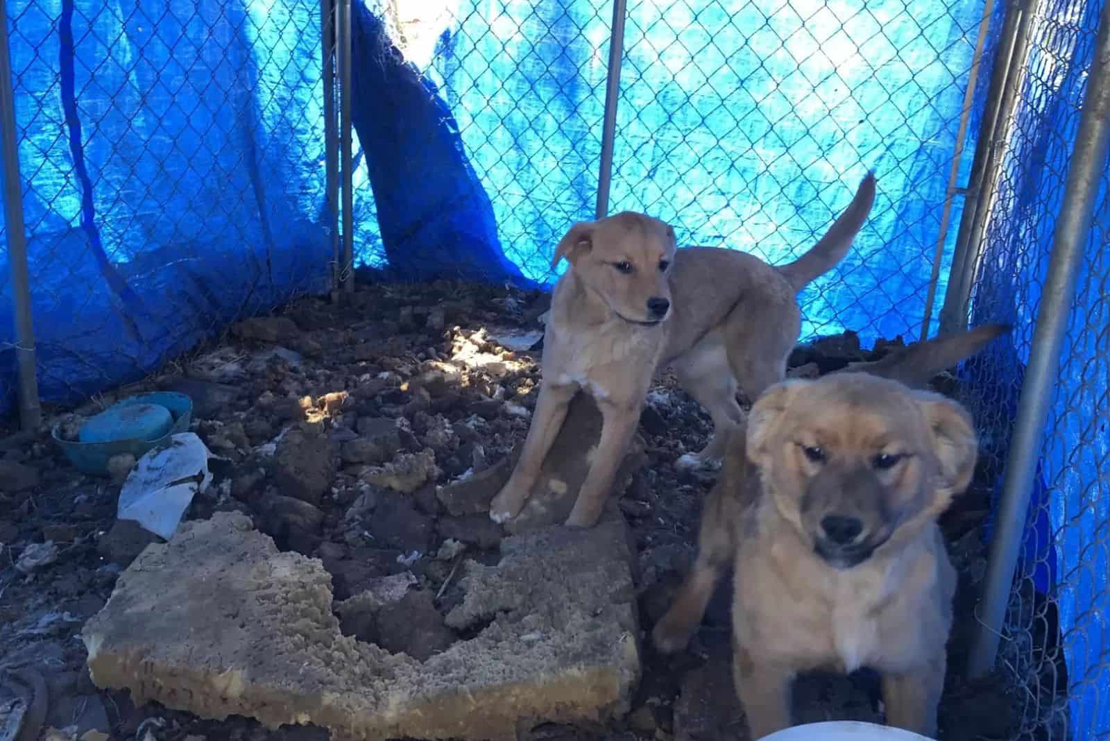 two puppies in a cage