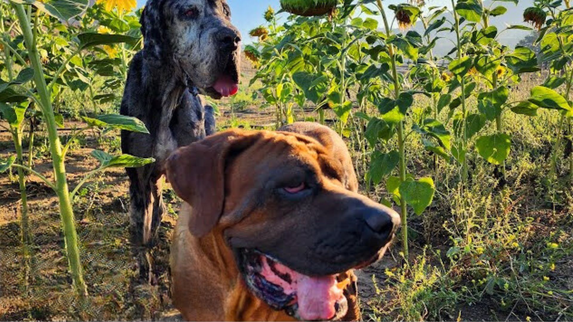 Two Pups Who Were Abandoned After A House Fire Finally Got The Life They Deserved