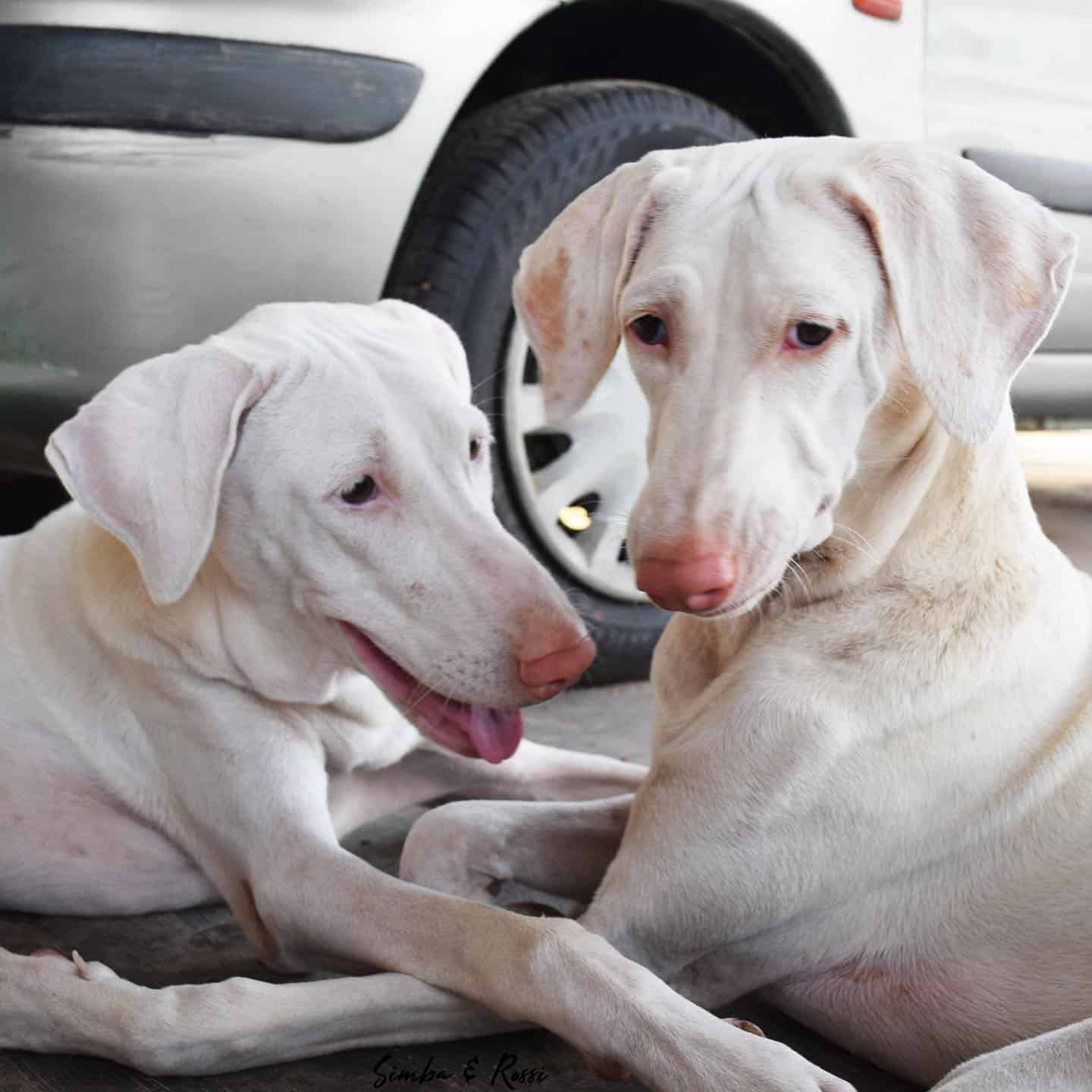 two Rajapalayam Dogs