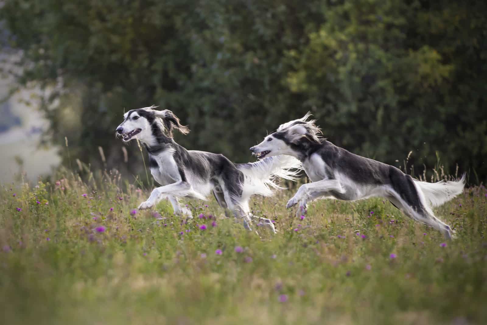 two saluki dogs running