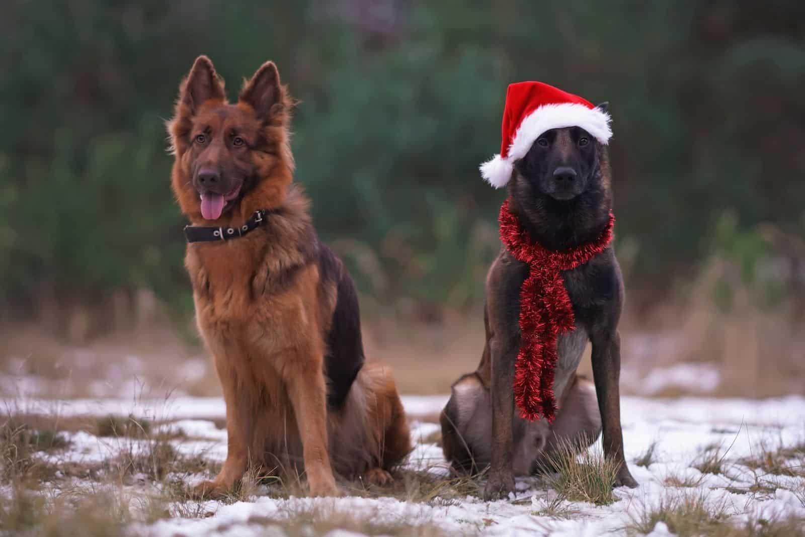 Two Sheepdogs sitting (liver long-haired German Shepherd and Belgian Malinois) on a snow in a forest