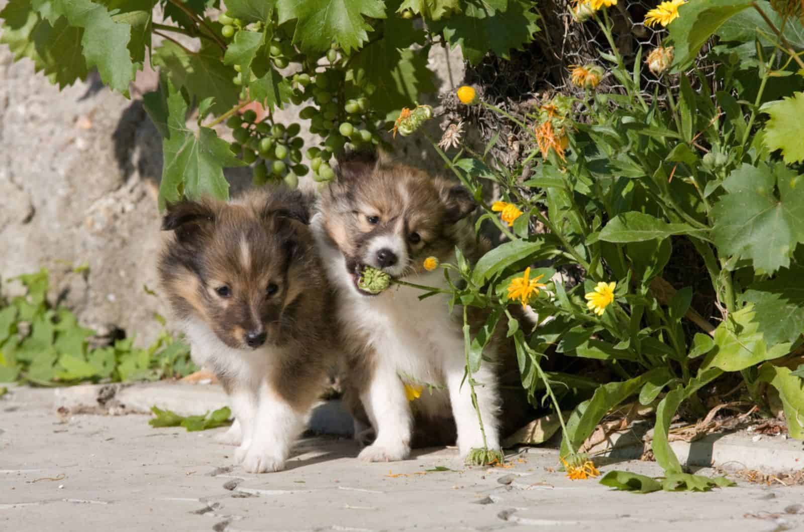 two shetland sheepdog puppies playing outdoors