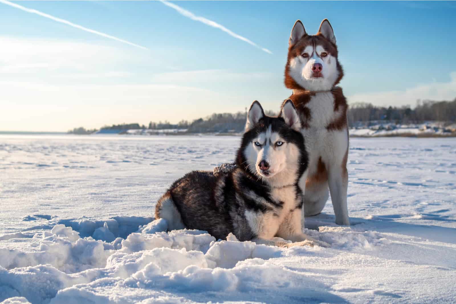 two Siberian husky dogs