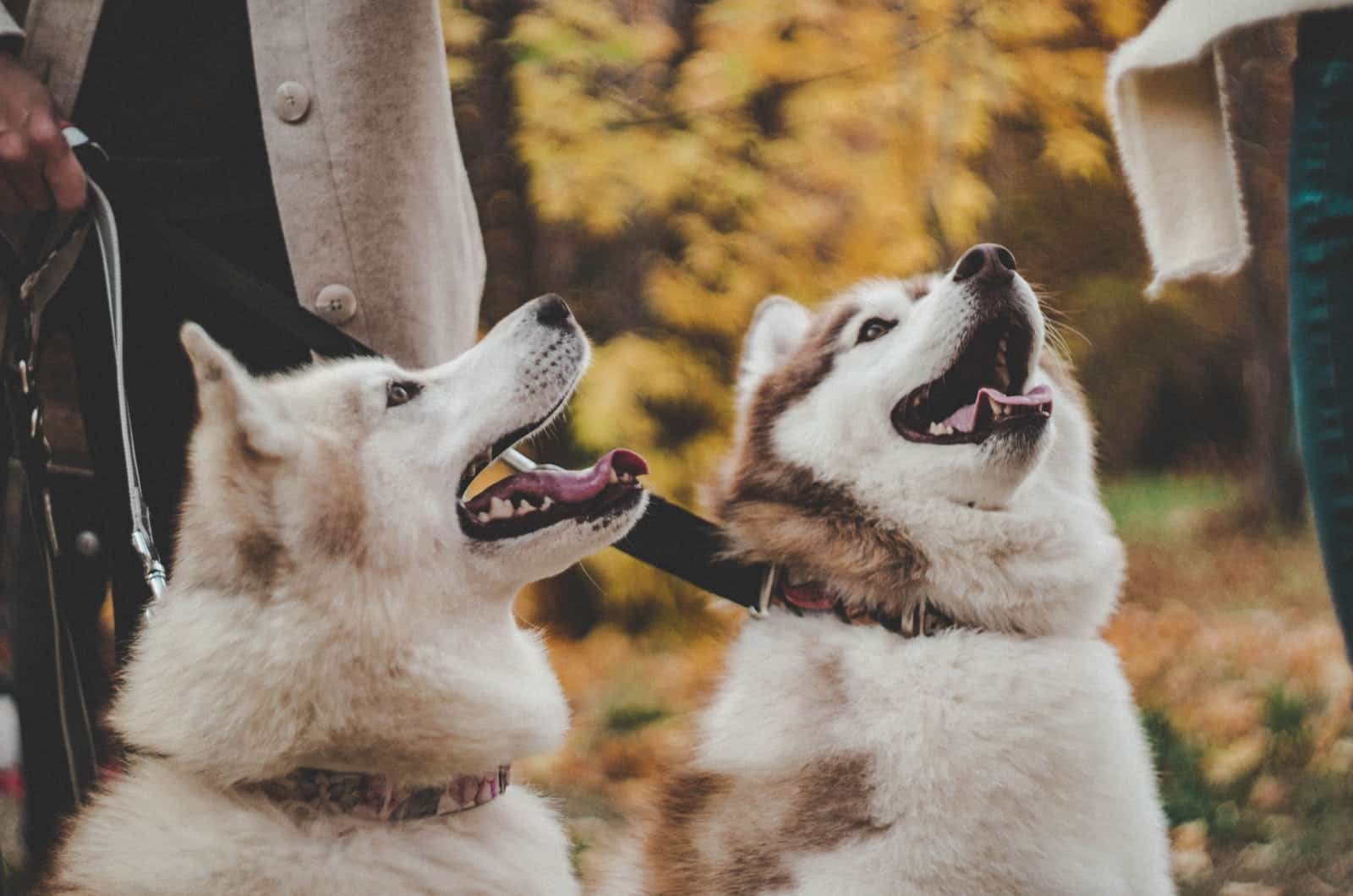 two siberian husky puppies looking up