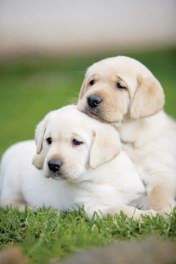 two sibling puppies hugging