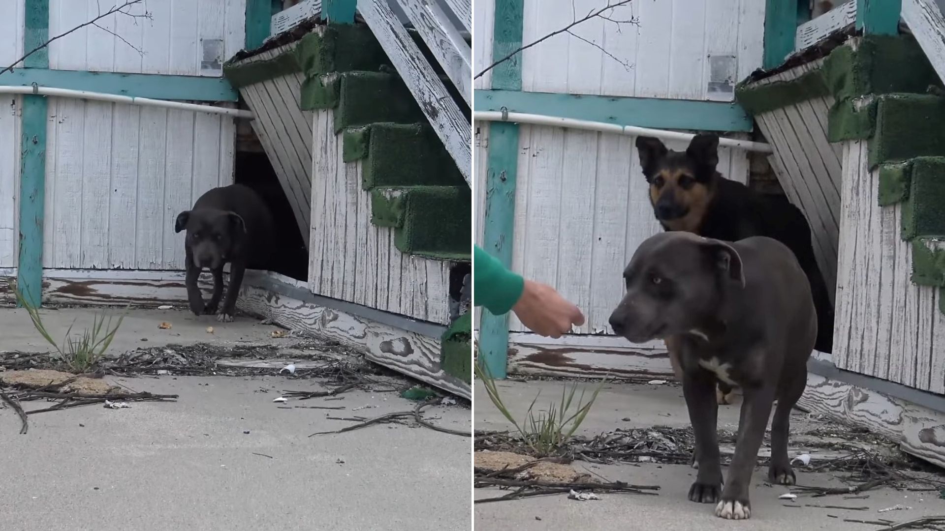 Two Starving Dogs Living In An Abandoned School Finally Get Rescued