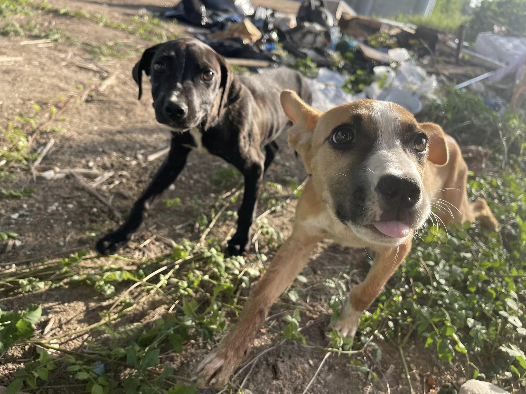 two sweet puppies