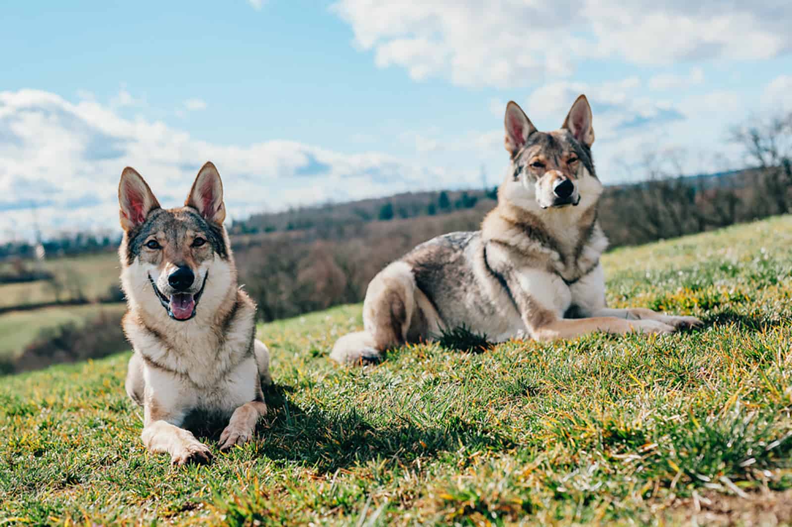 two tamaskan dogs lying on the field