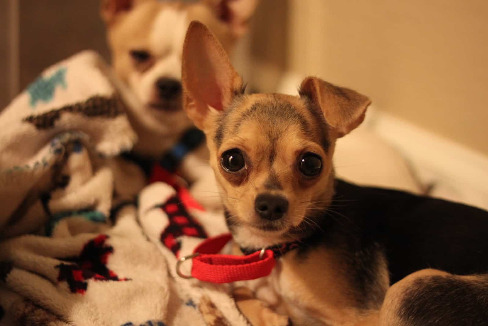 two teacup chihuahua dogs lying