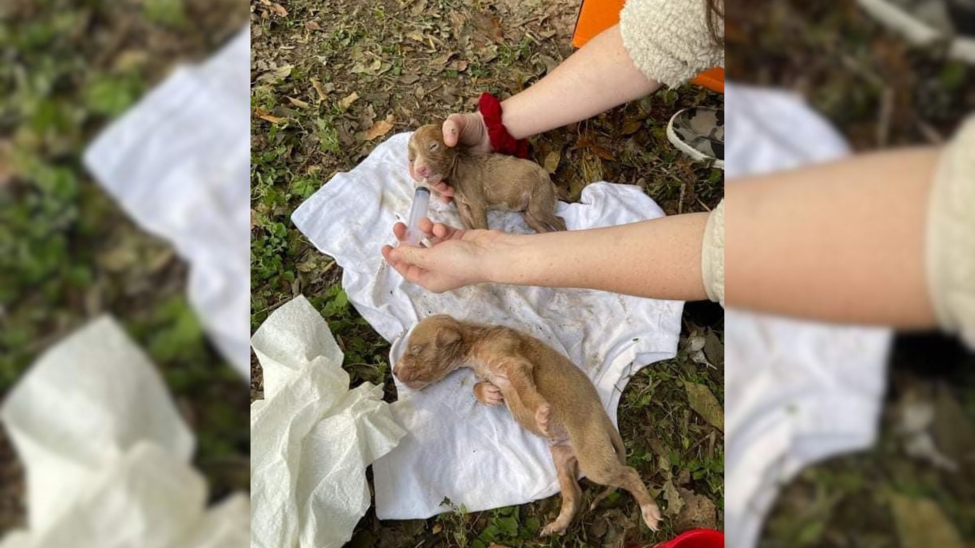 Two Tiny Puppies Owned By A Homeless Man Found In Critical Condition In The Freezing Cold