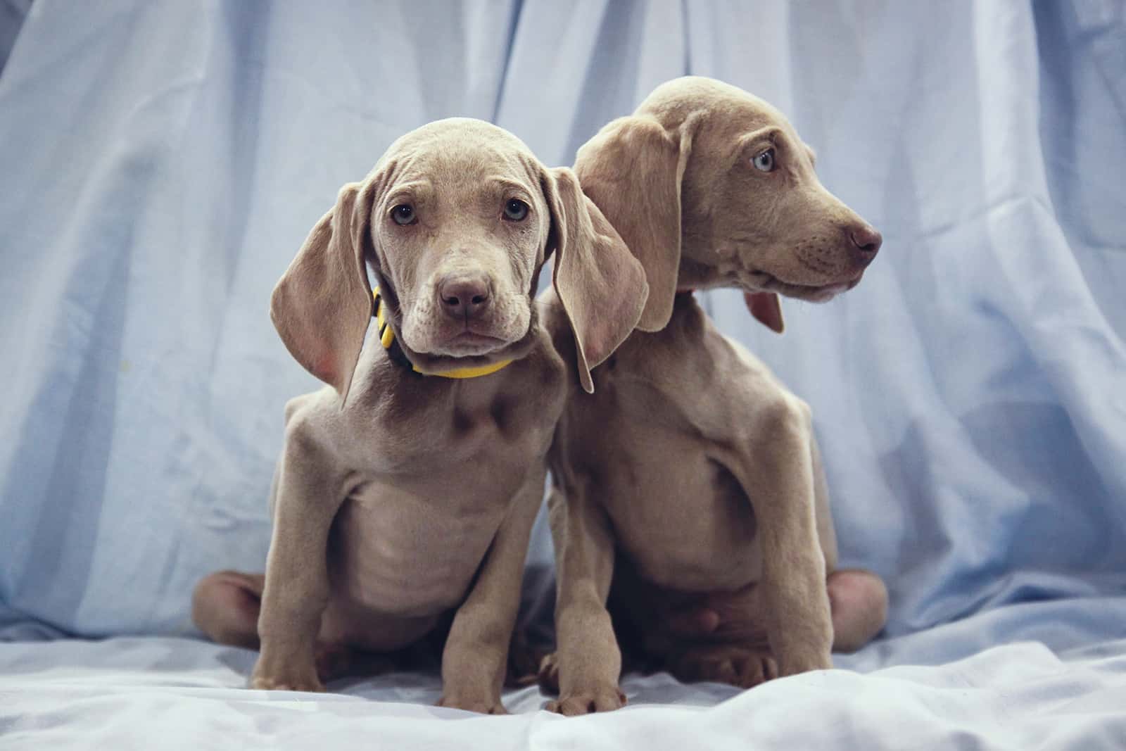 two weimaraner puppies sitting