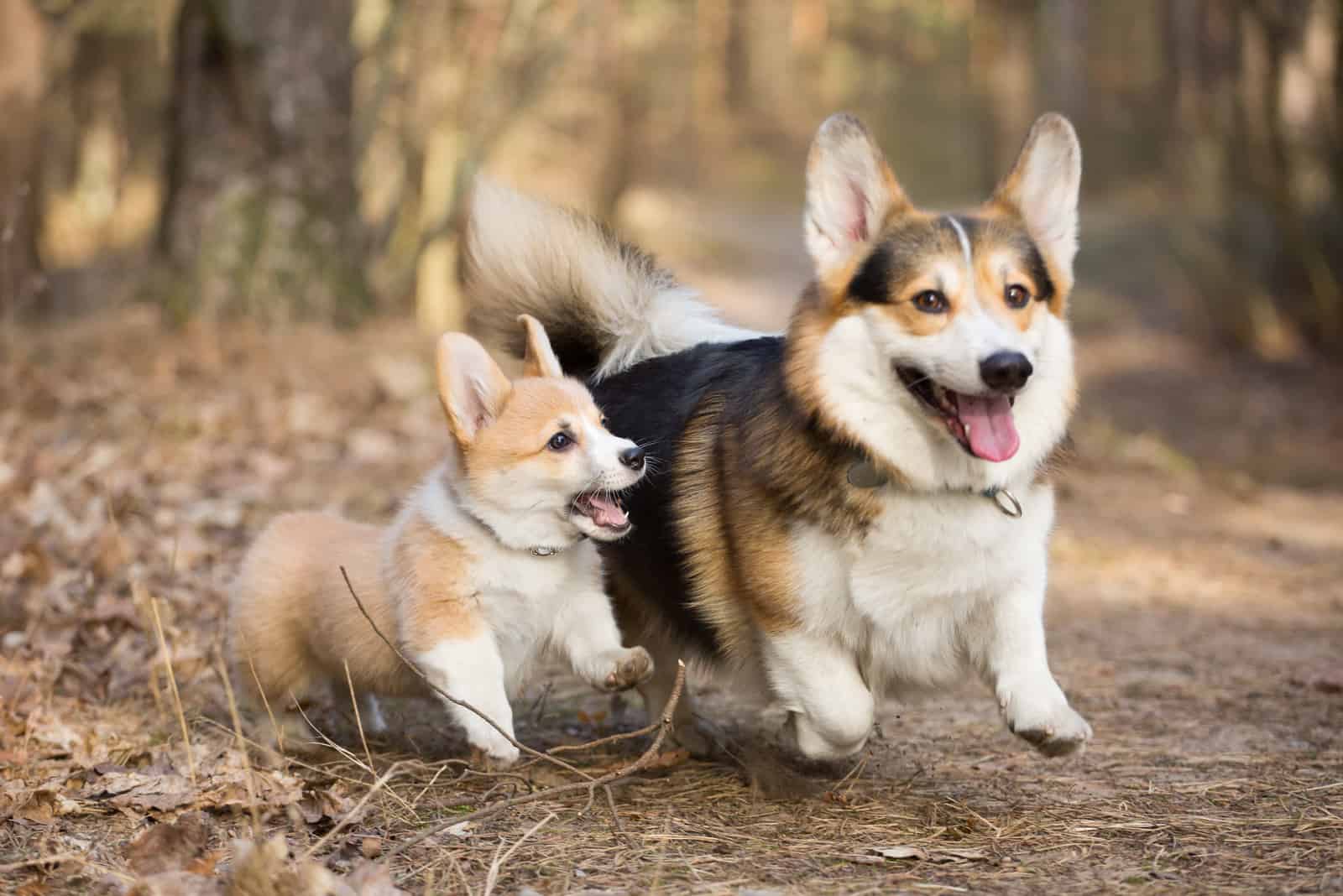 Two Welsh Corgi pembroke running in the wood