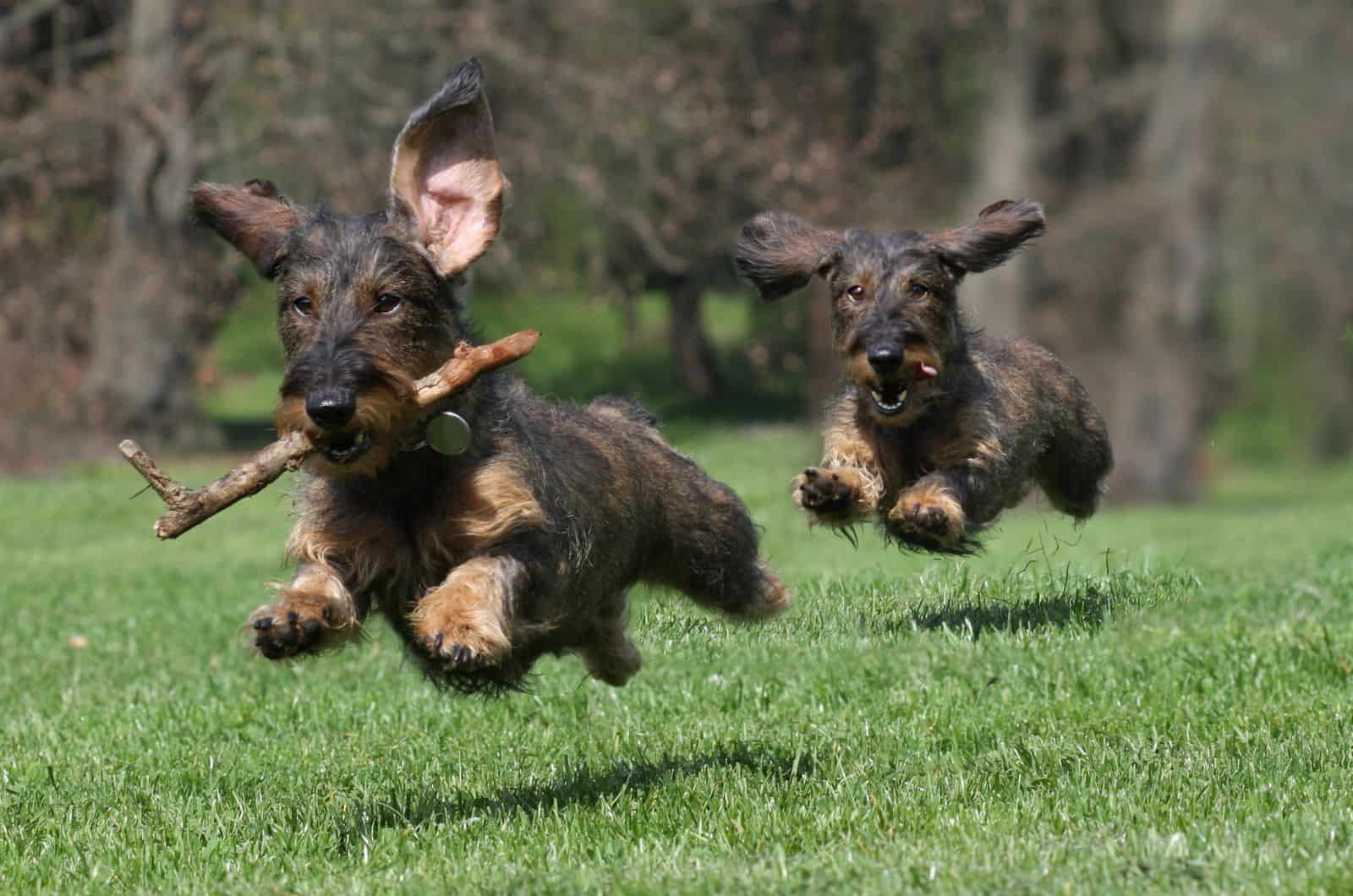 two Wire-Haired Dachshunds playing outside