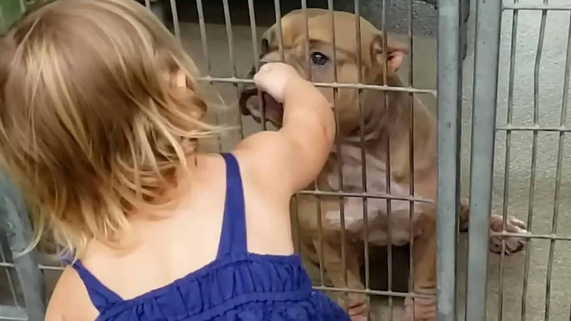 Toddler Girl Saves A Senior Pitbull From The Shelter