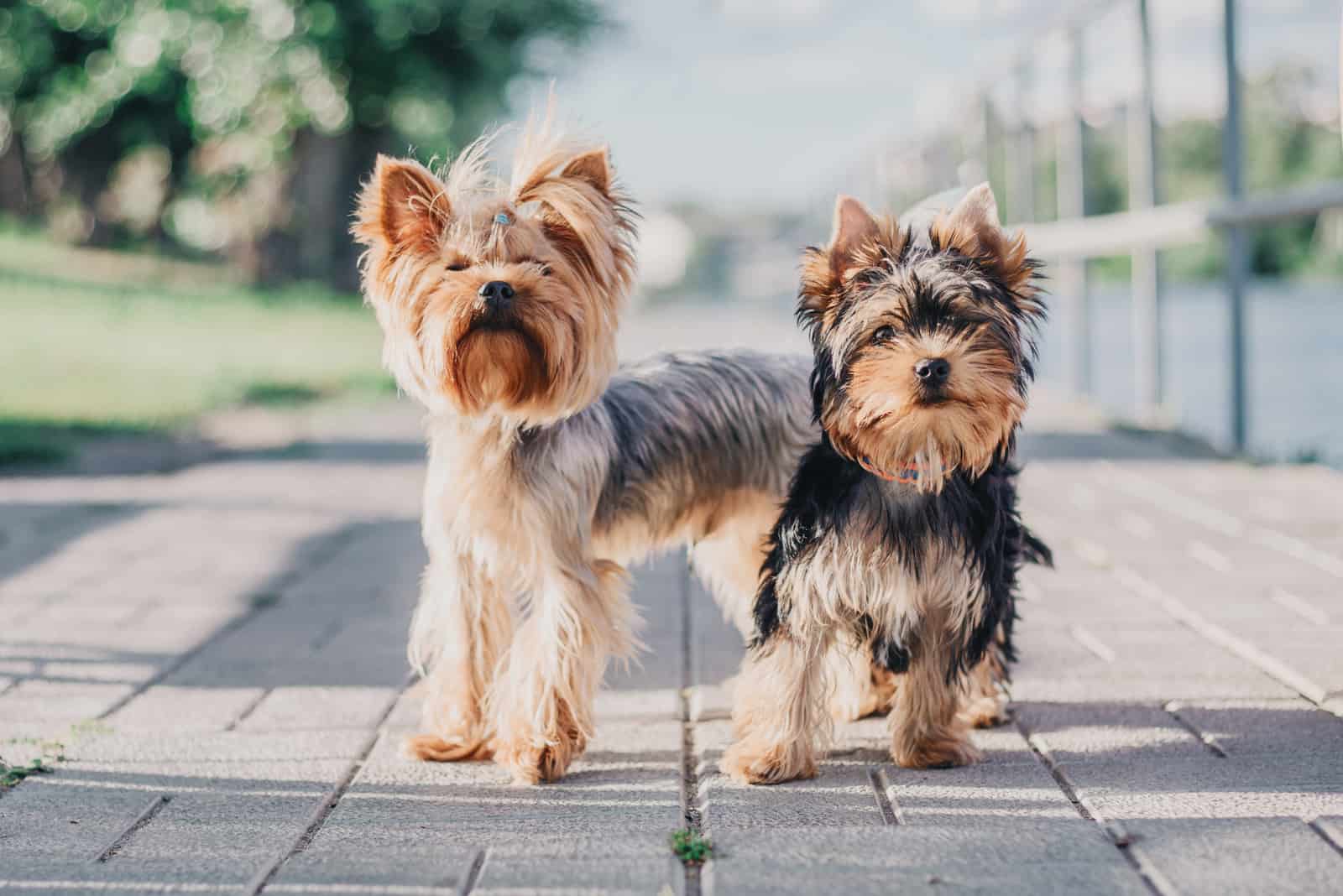 Two Yorkshire terrier dogs walking around the city