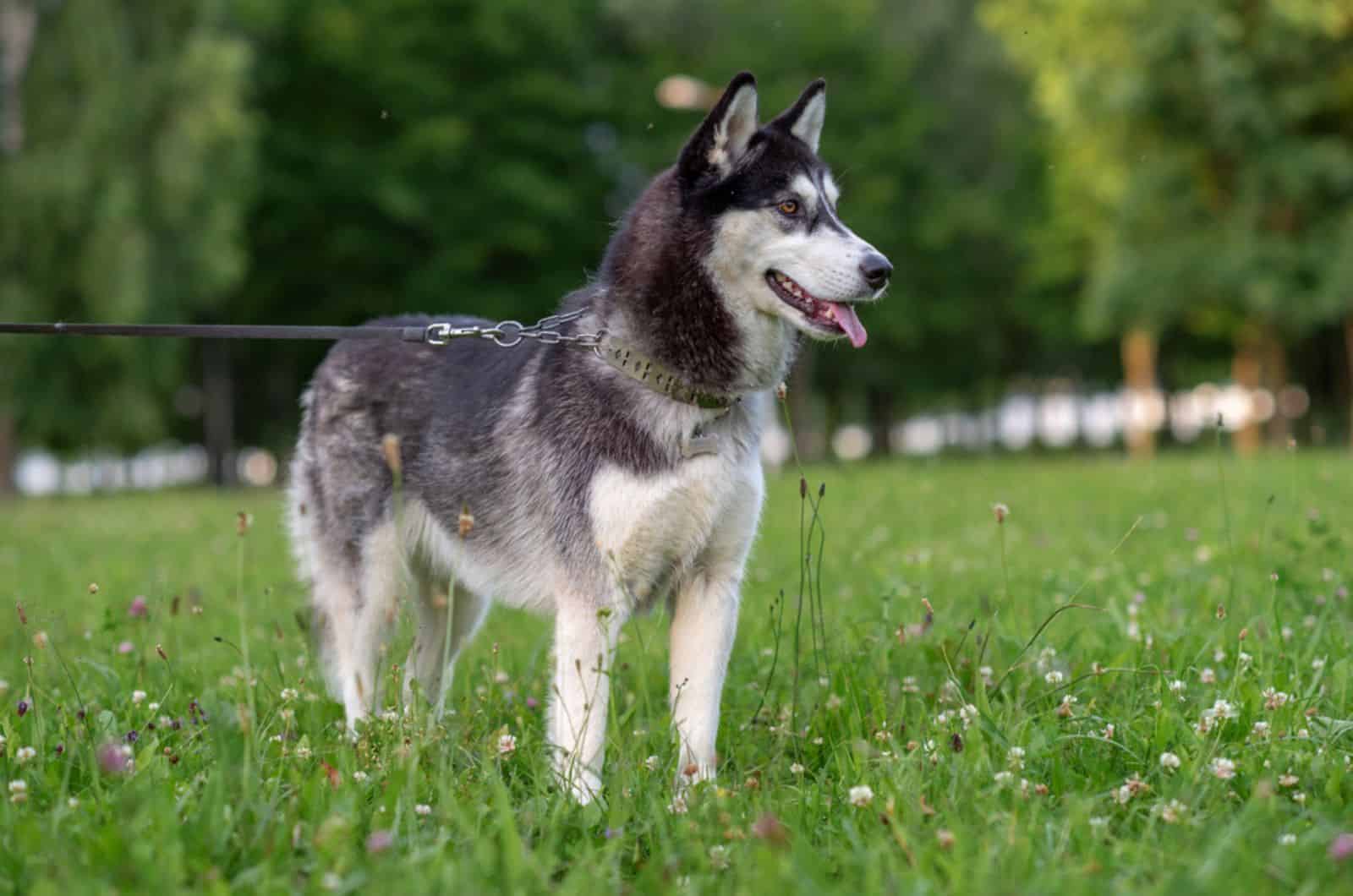 11 Eye-Opening Reasons Why Huskies Are The Worst Dogs Ever