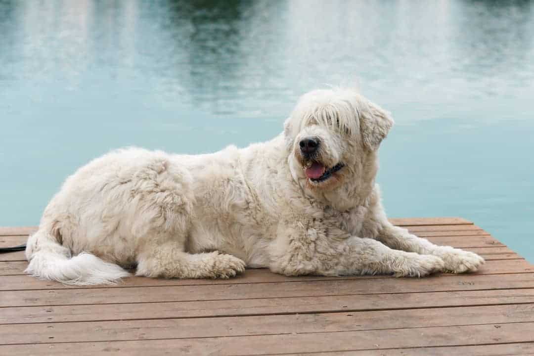 Ukrainian Shepherd Dog