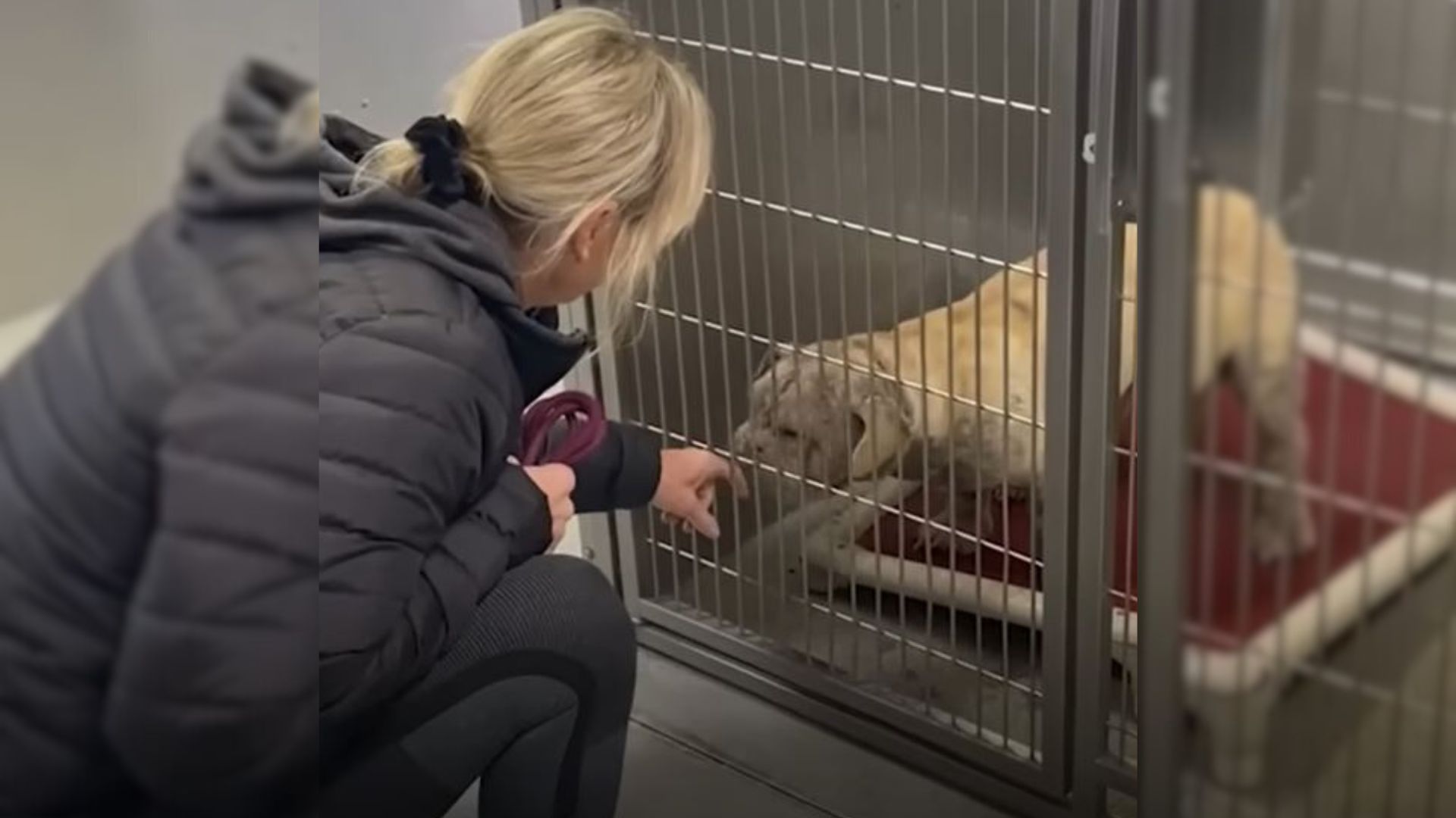 Shelter Dog Overlooked By Many For So Long Finally Finds A Forever Home