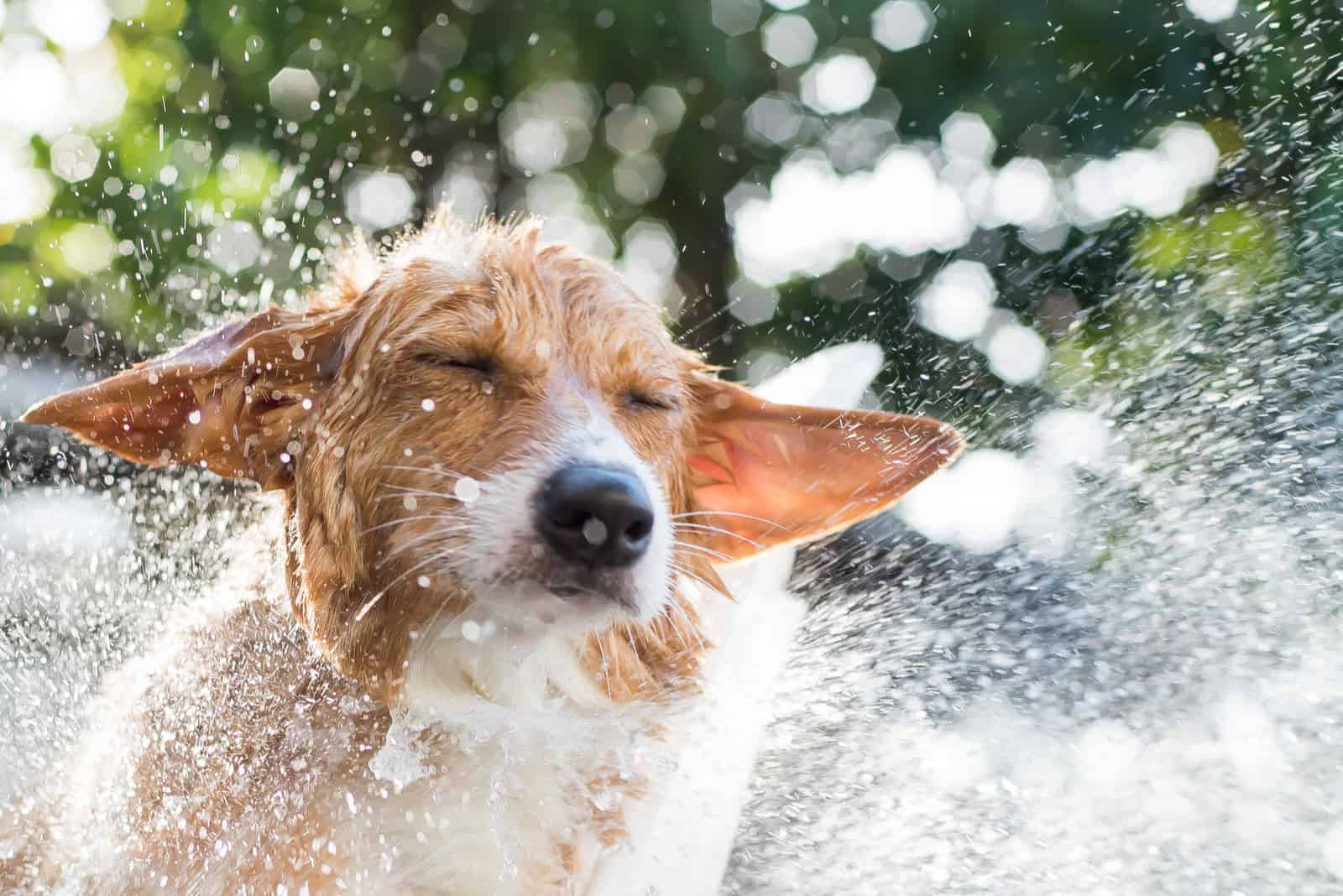 unhappy dog taking bath