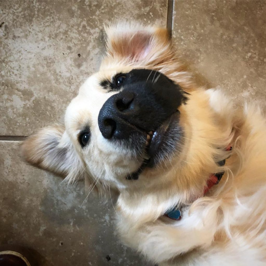 a dog with genetic mutation lying on the floor