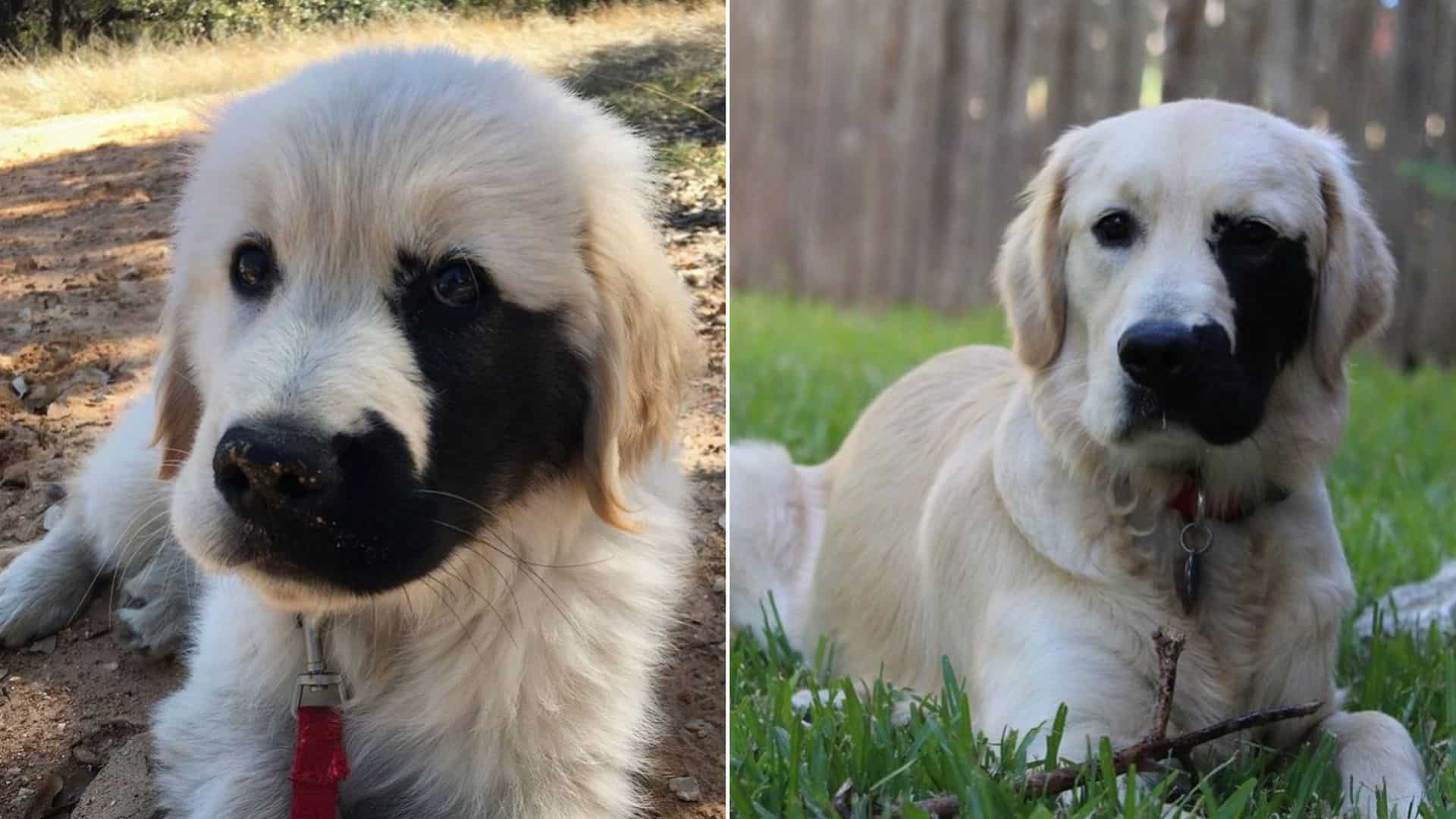 Golden Retriever’s Rare Birthmark Gets Him Thousands Of Followers On Social Media