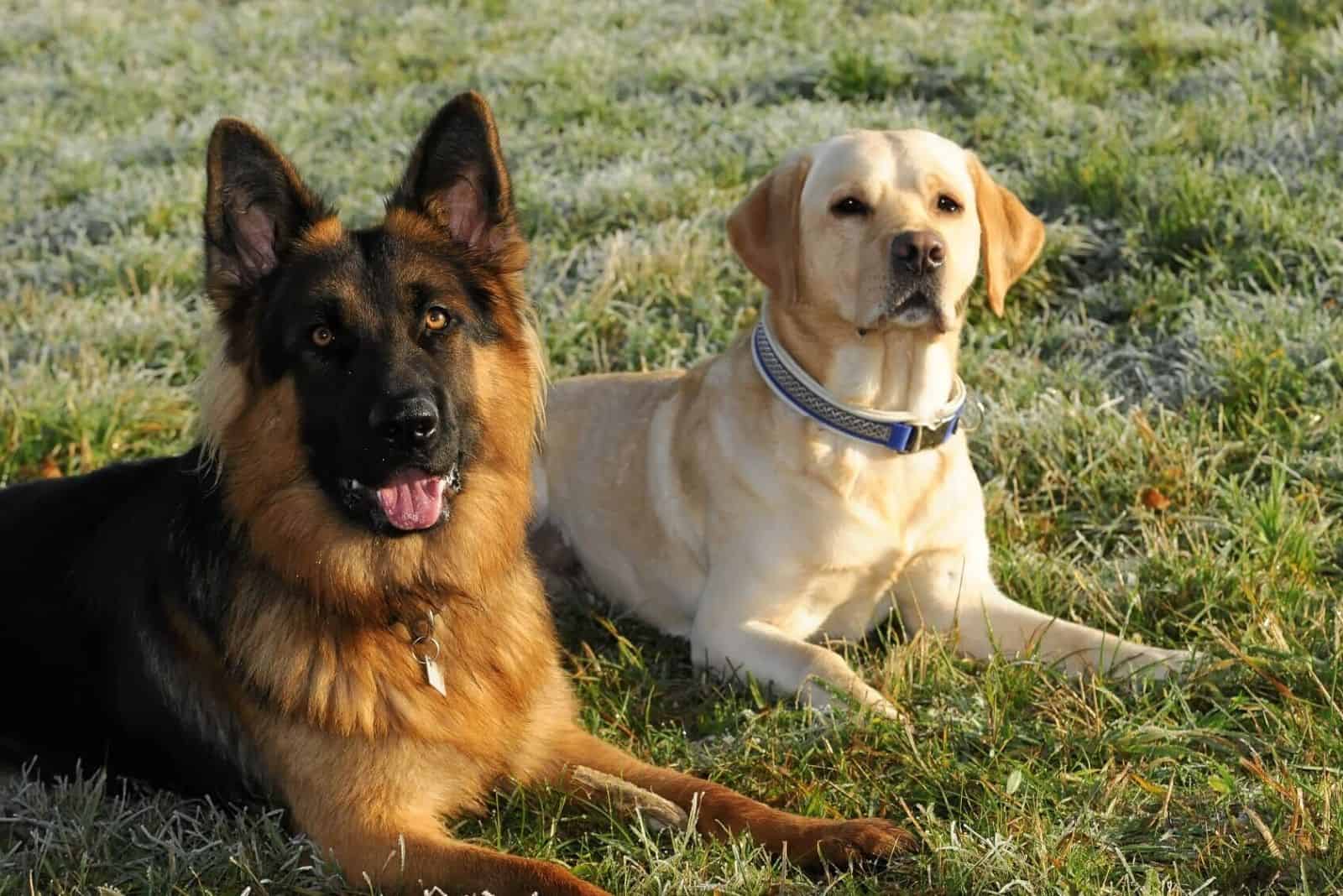 German Shepherd Golden Retriever Mix: Perks Of This Hybrid