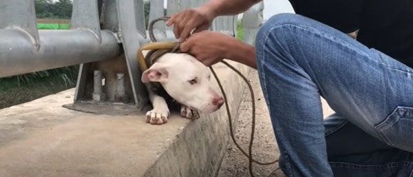 untying a dog trapped on a bridge