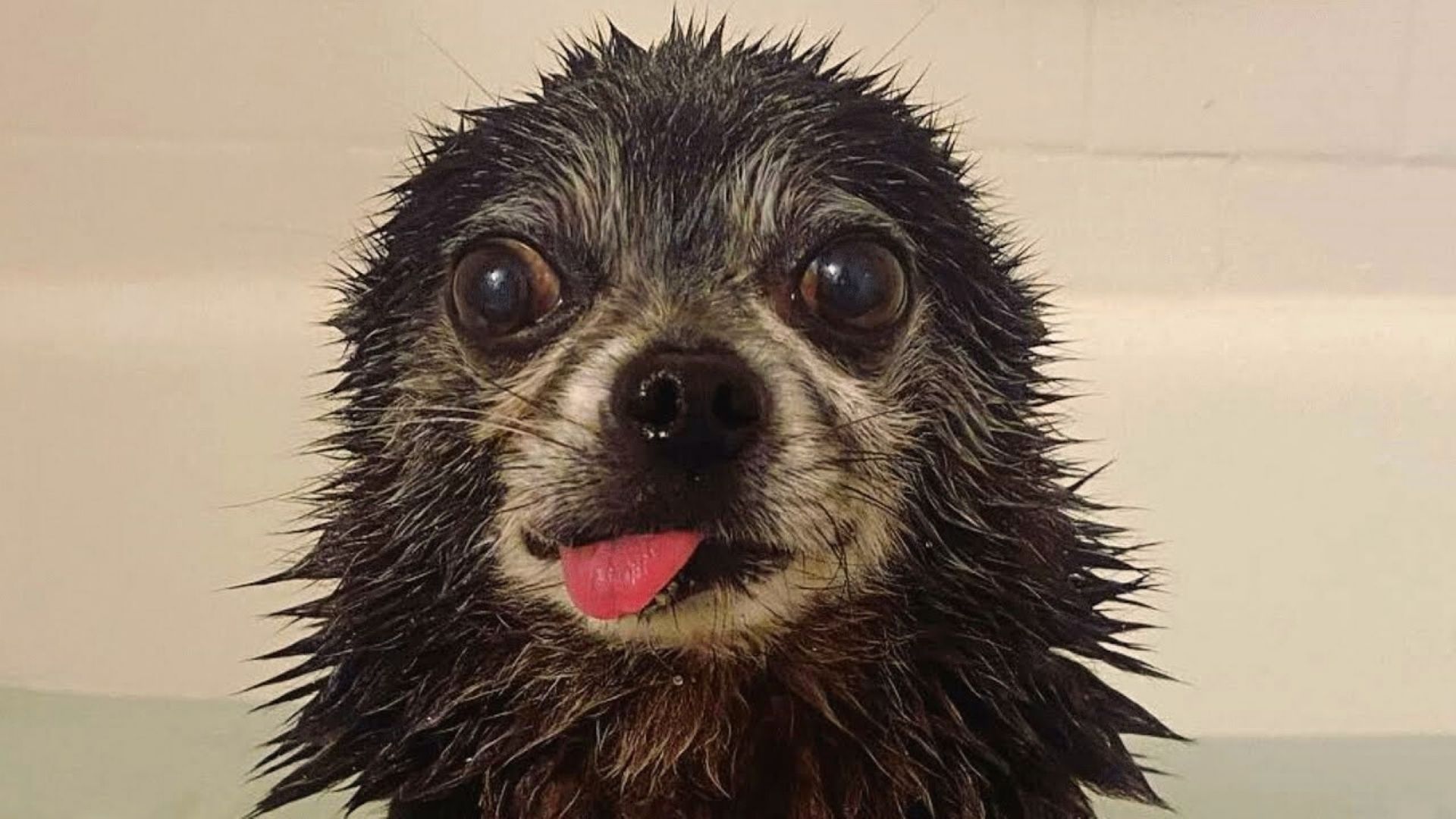 A Senior Shelter Doggo Finally Meets Someone Who Treats Him With Love And Care