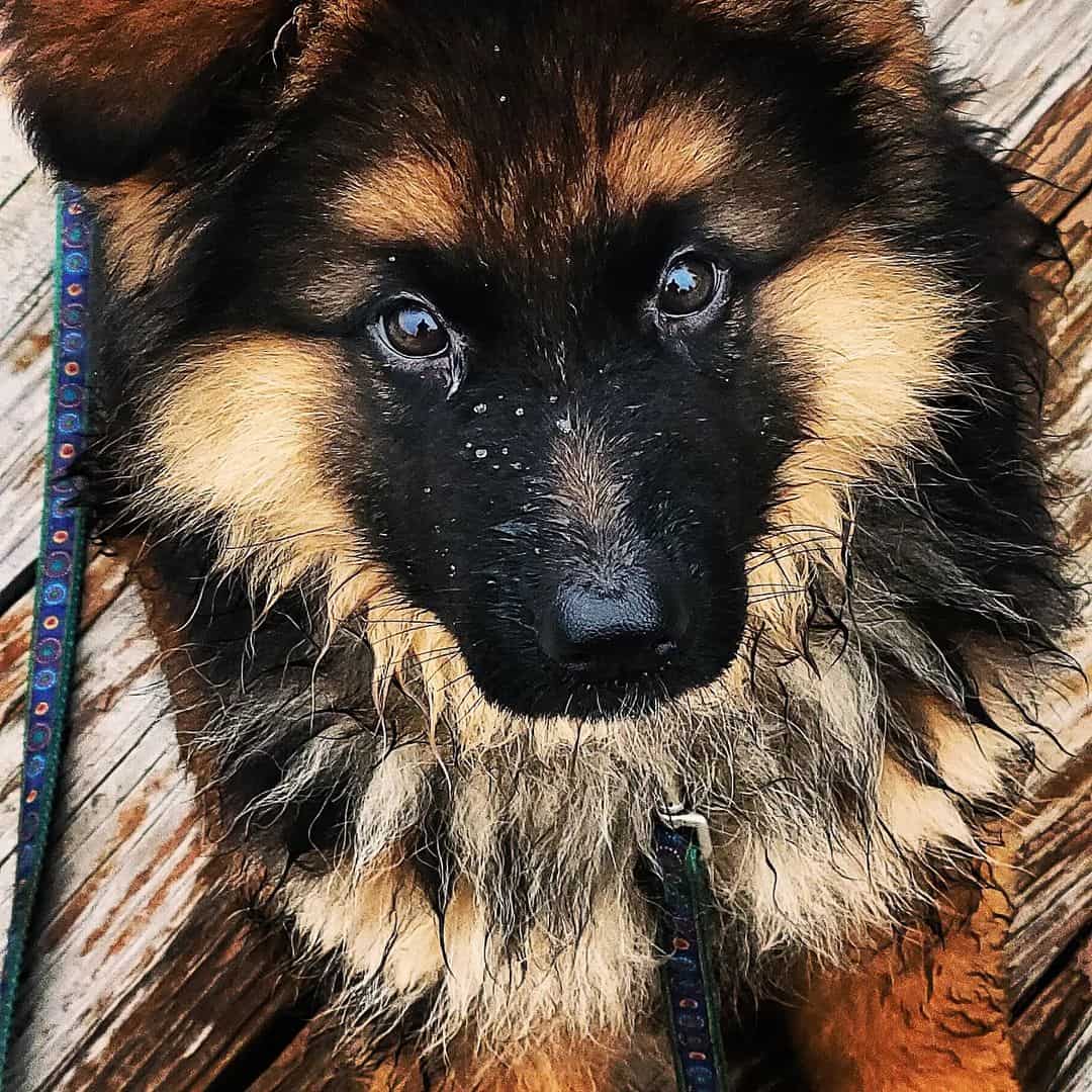 Upstate German Shepherds lies and looks at the camera