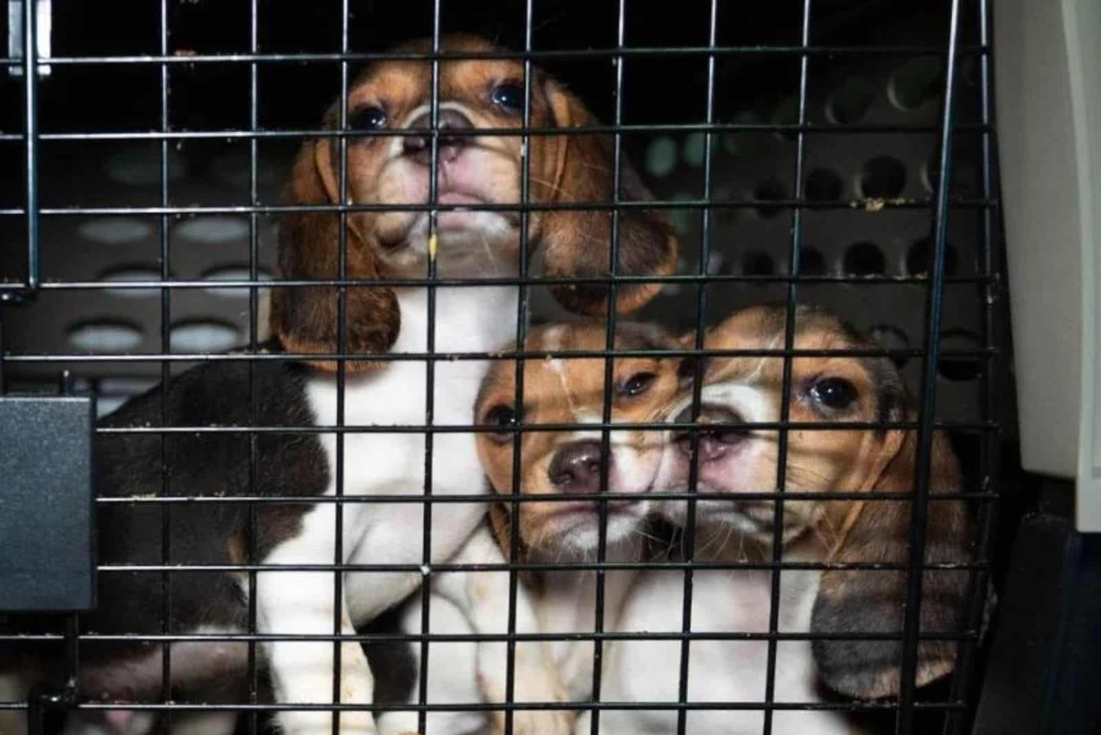 Used, Reused, Euthanized: The Horrifying Reality Of Beagle Animal Testing