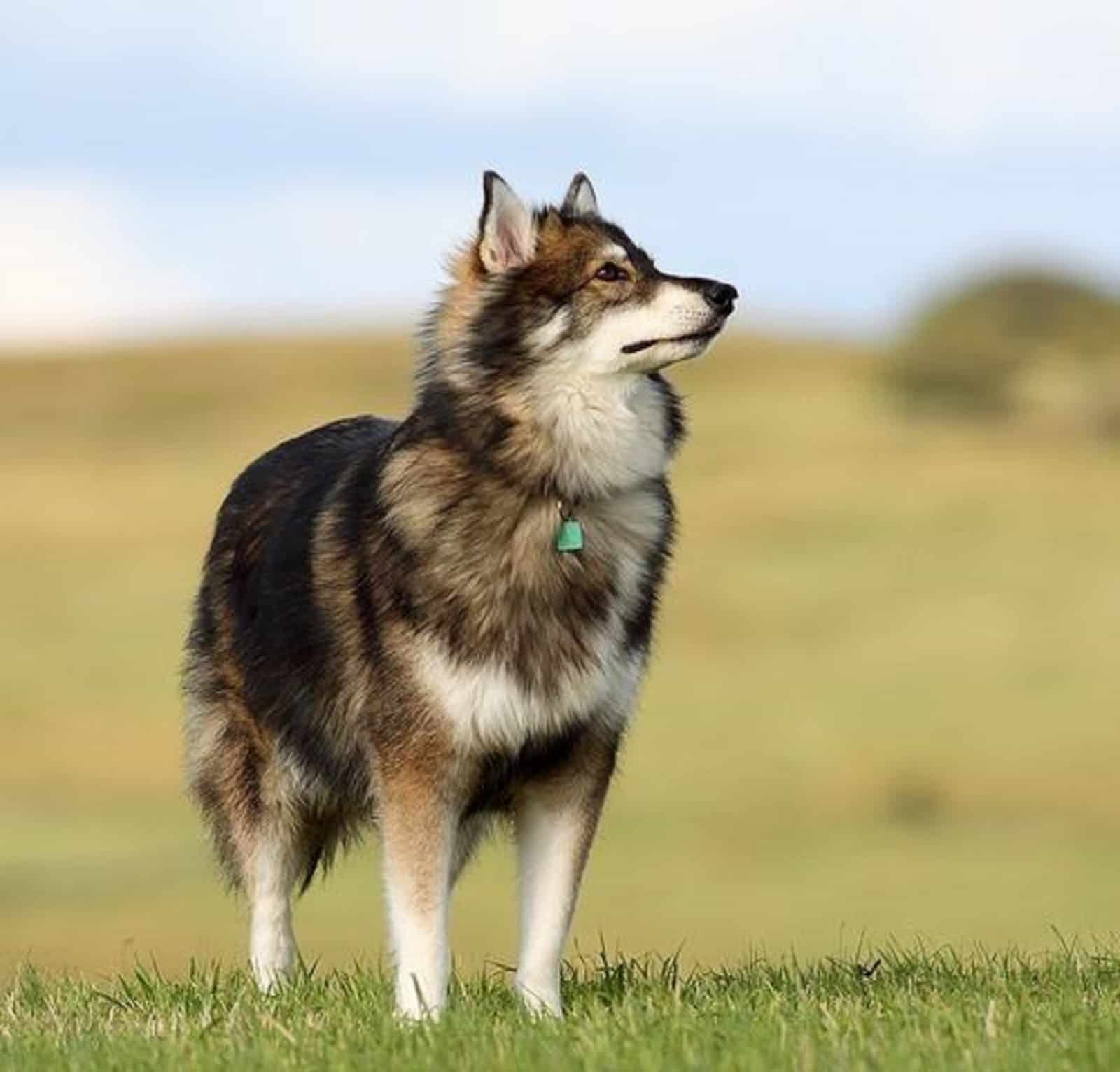 utonagan dog in nature