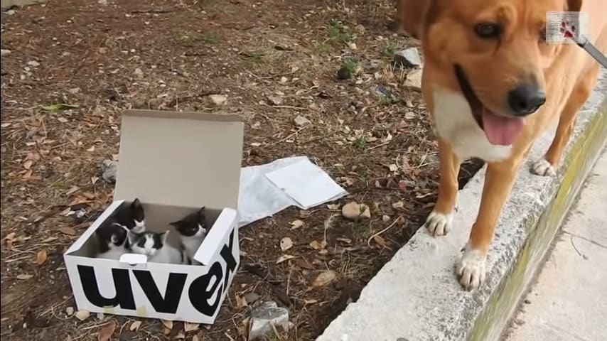 Valia the dog next to abandoned kittens