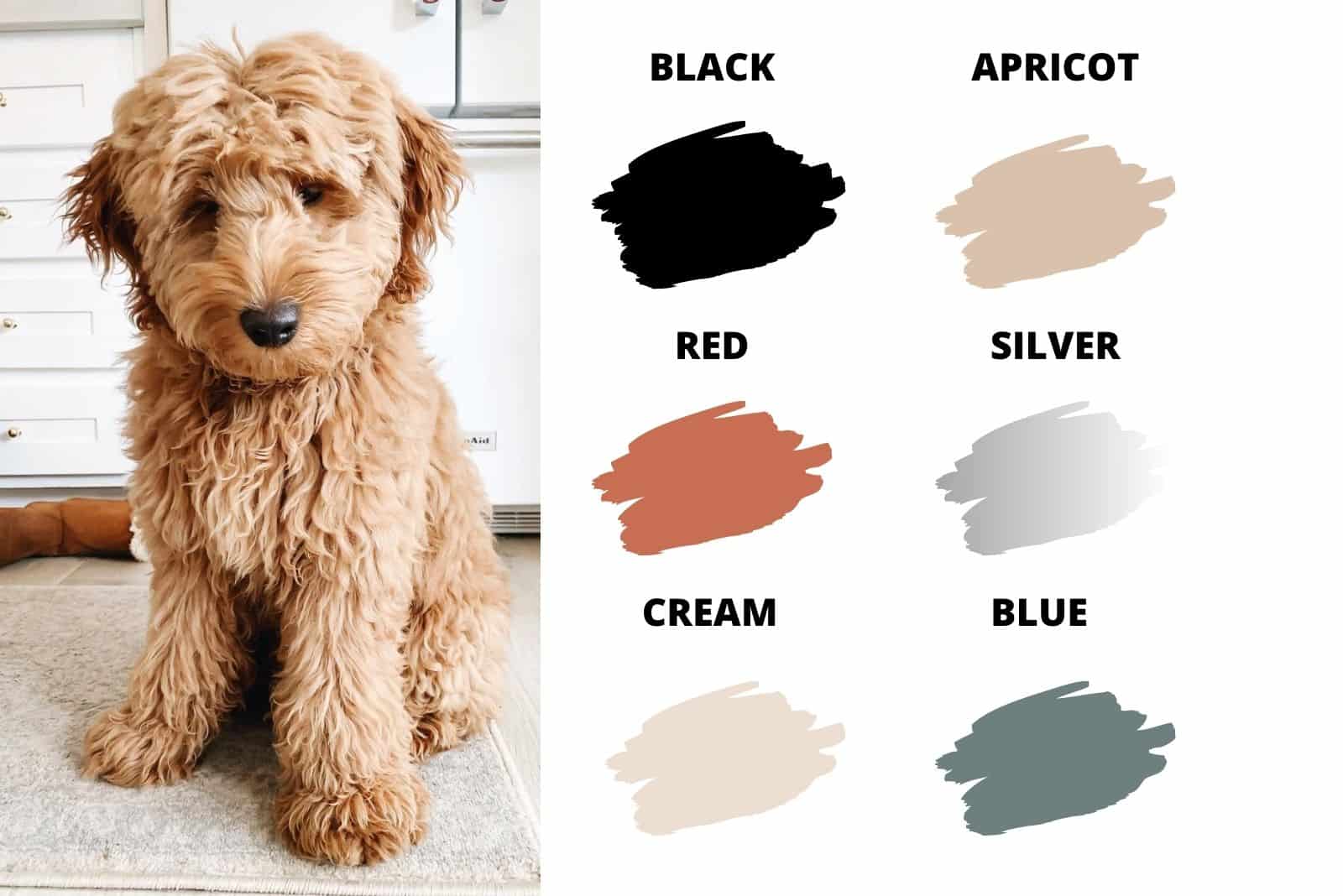 various colors of micro goldendoodles