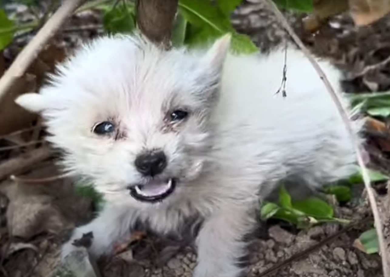 very adorable white puppy