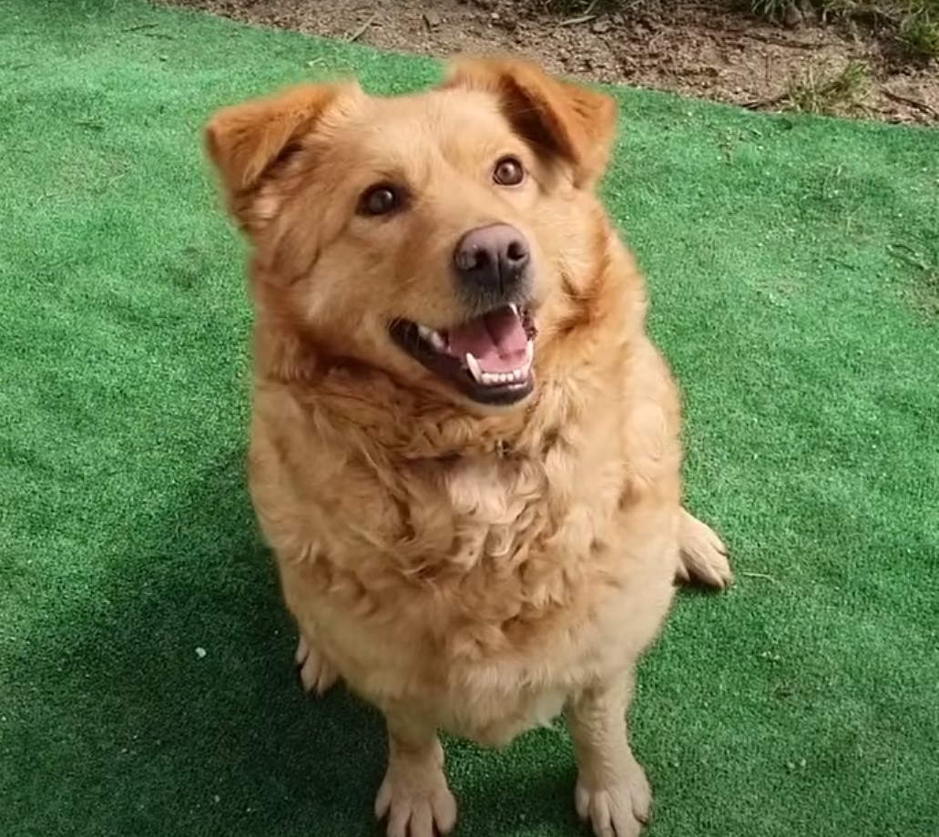 very cute brown dog