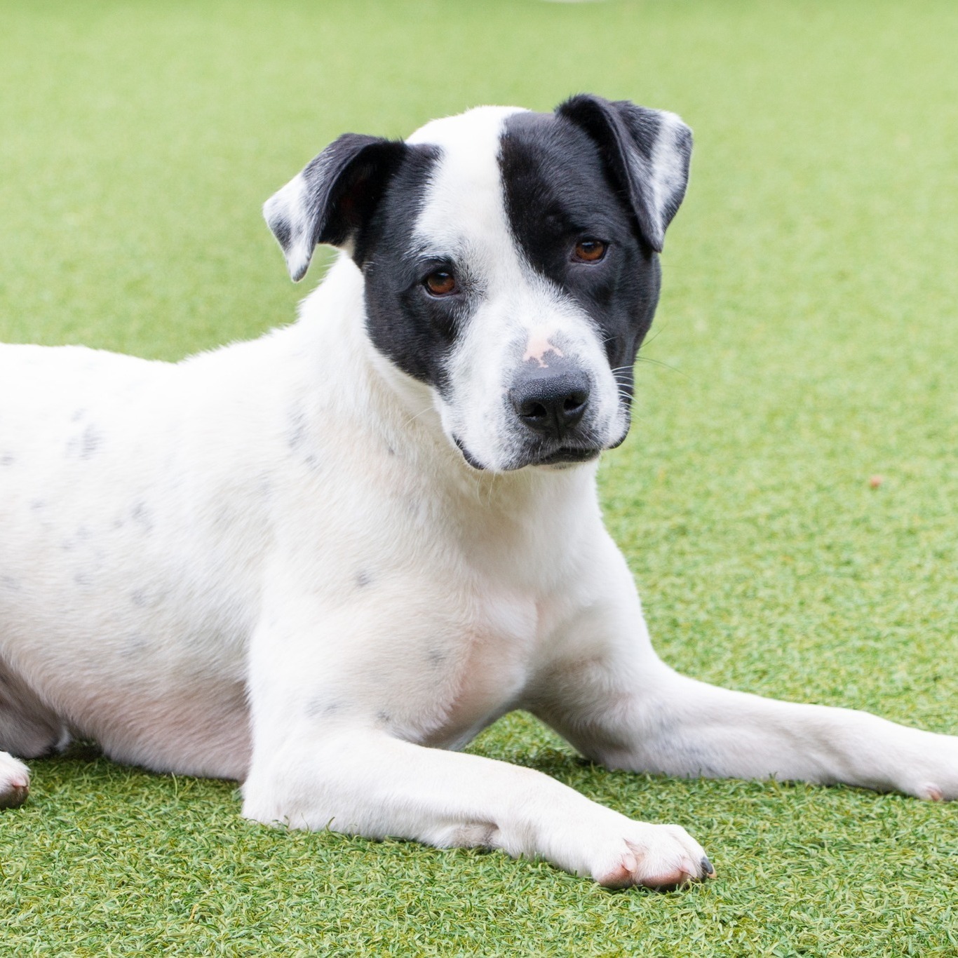 very sweet dog laying on the ground