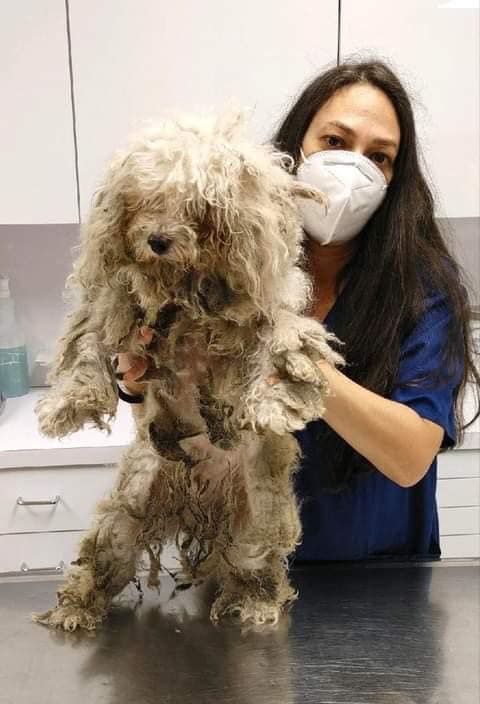 Vet and dirty dog