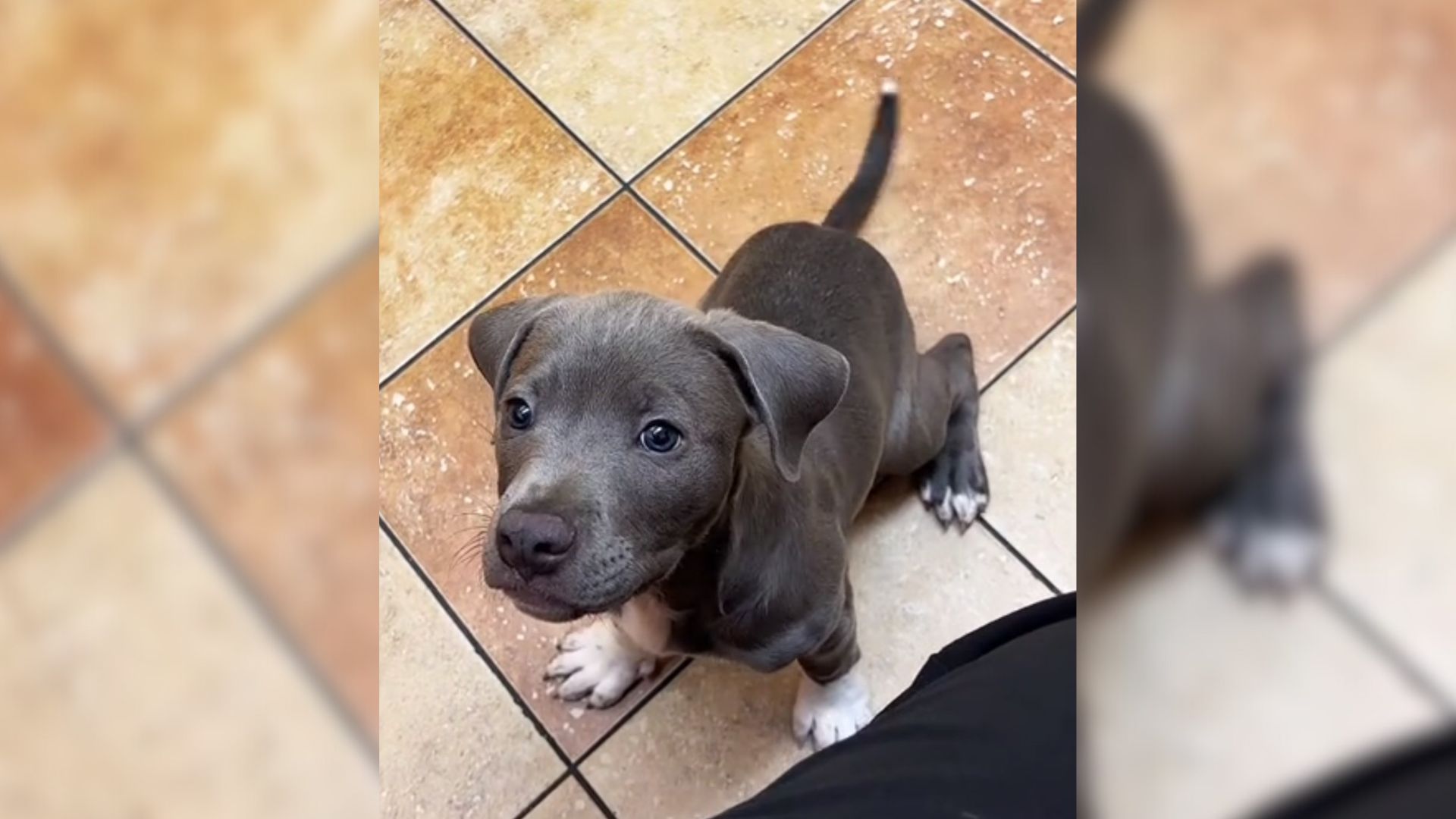 Vet Assistant from Atlanta Left Completely Heartbroken After Owner Leaves Adorable Puppy At Clinic For 3 Days