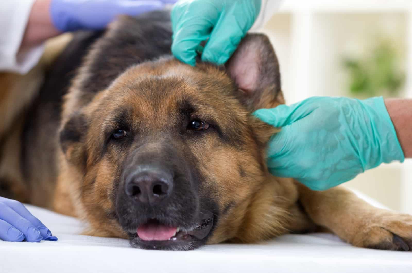 vet checking out German Shepherd